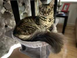 QUEEN TILLY(001)